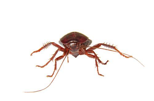 image on a white background homemade insect cockroach Profile Photos of Budget Pest Control, Inc. 548 East 61st Street - Photo 6 of 12 image on a white background homemade insect cockroach Profile Photos of Budget Pest Control, Inc. 548 East 61st Street - Photo 6 of 12