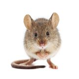  Budget Pest Control, Inc. 548 East 61st Street 
