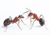  Budget Pest Control, Inc. 548 East 61st Street 