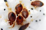  Budget Pest Control, Inc. 548 East 61st Street 
