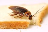  Budget Pest Control, Inc. 548 East 61st Street 