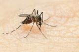  Budget Pest Control, Inc. 548 East 61st Street 