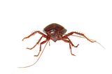 image on a white background homemade insect cockroach Budget Pest Control, Inc. 548 East 61st Street 