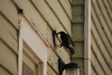  Budget Pest Control, Inc. 548 East 61st Street 