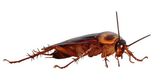 Budget Pest Control, Inc., Chicago