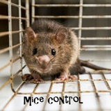  GTA Toronto Pest Control â€“ Milton 1207 Leger Way 