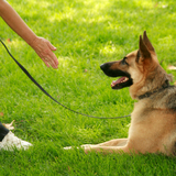  Dog Guard Out Of Sight Fencing 4052 Pheasant Run 