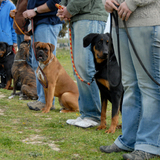  Dog Guard Out Of Sight Fencing 4052 Pheasant Run 