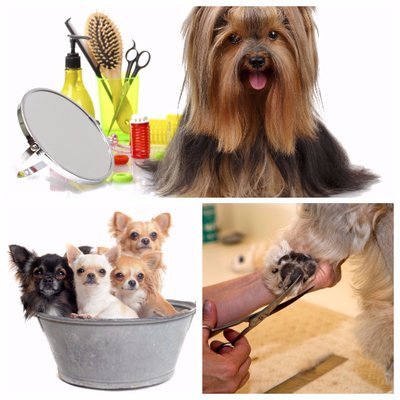  Profile Photos of Blizzclips Pet Grooming 306 S Howard St - Photo 1 of 1