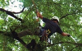  Green Bay Tree Service 1400 Sterling Heights Court #10 