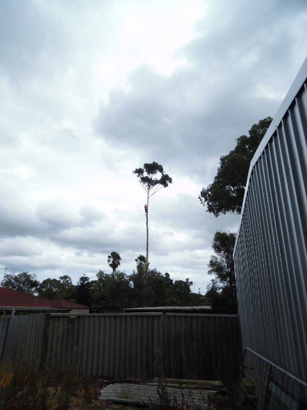  New Album of Williams Tree Pro 30 Harper Road, Banjup - Photo 1 of 3