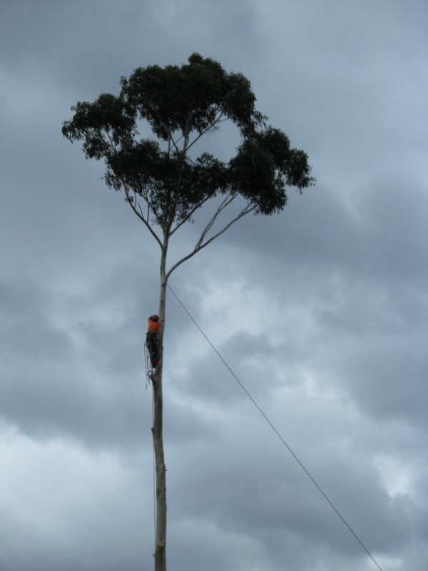 New Album of Williams Tree Pro 30 Harper Road, Banjup - Photo 2 of 3