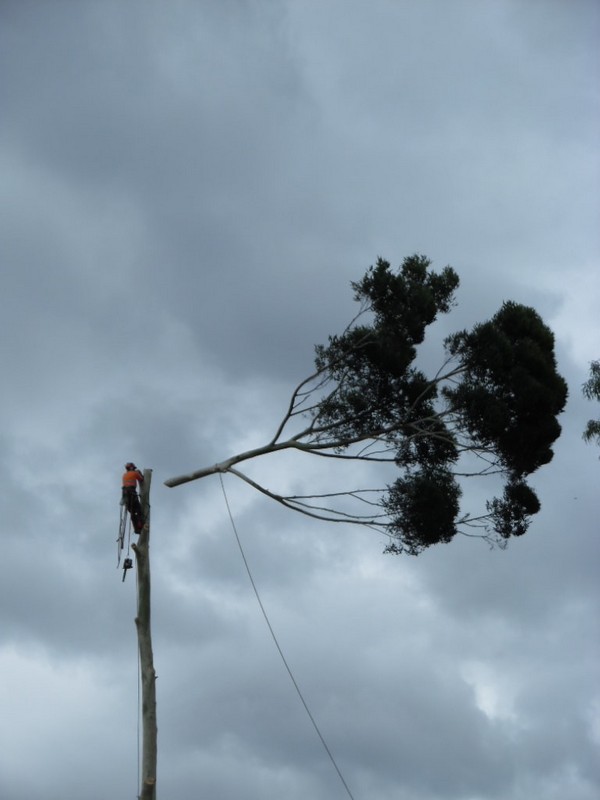  New Album of Williams Tree Pro 30 Harper Road, Banjup - Photo 3 of 3
