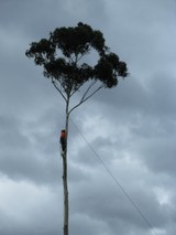 Williams Tree Pro, Perth