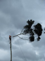 Williams Tree Pro, Perth