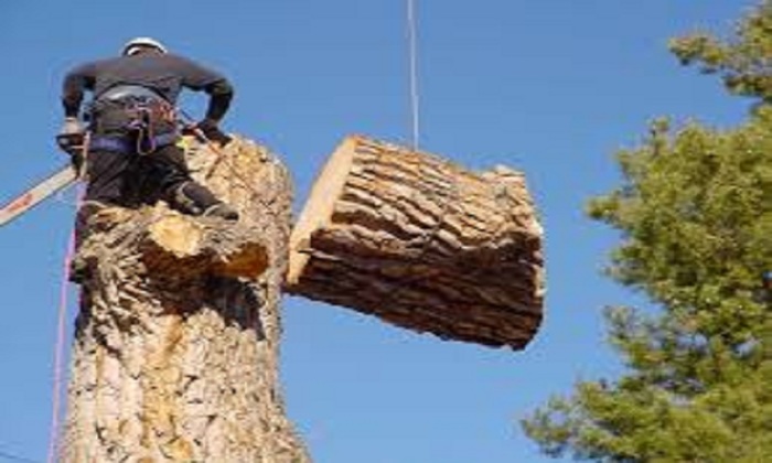  Profile Photos of Artistic Tree Services Serving around - Photo 1 of 1