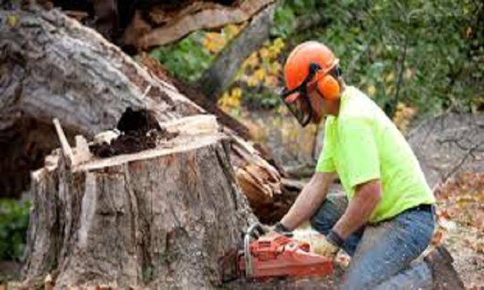  Profile Photos of The Tree Man Serving around - Photo 1 of 1
