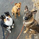  Walk! ATX Pet Care 5004 Emerald Forest Cir 