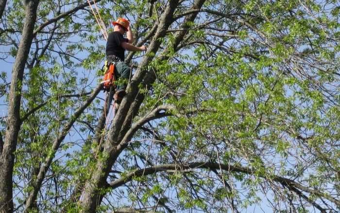  New Album of Van Till Tree Care 1354 Armstrong Dr - Photo 1 of 5