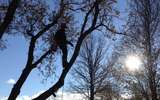  Van Till Tree Care 1354 Armstrong Dr 