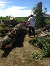 Van Till Tree Care, Peterborough