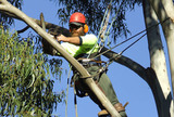 Tree & Stump Removal & Maintenance Experts In Adelaide, Mount Barker