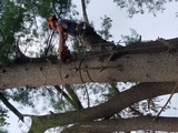  York Woods Tree Service 300 Harold L Dow Hwy 