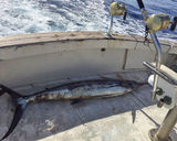  Ruckus Sportfishing and Diving 1125 Ala Moana Blvd 