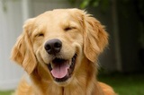 Penny Paws Low Cost Pet Vaccinations, Richland Hills