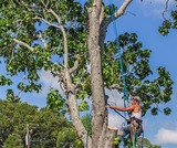 tree pruning charlotte, Charlotte Tree Removals, Charlotte