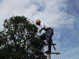 Charlotte Tree Removals, Charlotte