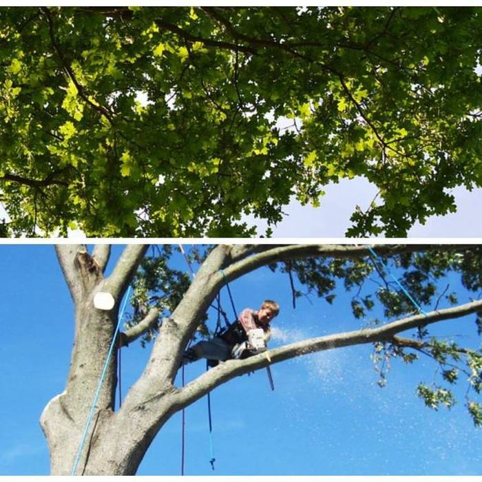  Profile Photos of Godwin Tree Service, LLC Chesapeake - Photo 1 of 1