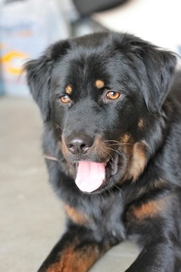  New Album of TIBETAN MASTIFFS 78/90 Brunswick St - Photo 1 of 6
