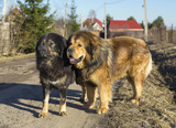 Two dog breed Tibetan Mastiff, TIBETAN MASTIFFS, Fitzroy