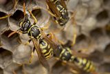 Top Dog Pest Control Broadbeach, Coombabah