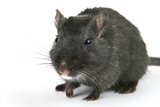 Top Dog Pest Control Broadbeach, Coombabah