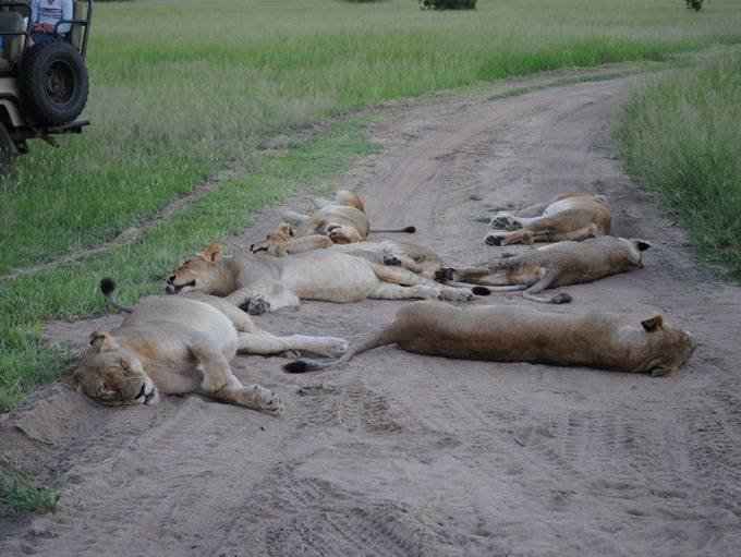 Safari Holidays Profile Photos of Kestrel Luxury Travel Unit 23/24 M11 Business Link - Photo 8 of 9