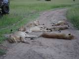 Safari Holidays, Kestrel Luxury Travel, Stansted