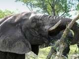 Safari Holidays, Kestrel Luxury Travel, Stansted