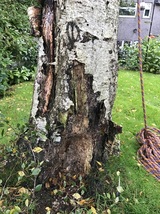  Treescape 14 St Mary's place, Little Dunmow 