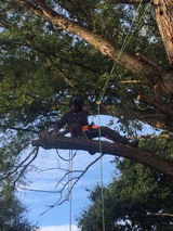 Treescape, Great Dunmow