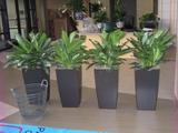 Interior Plants, Trenton