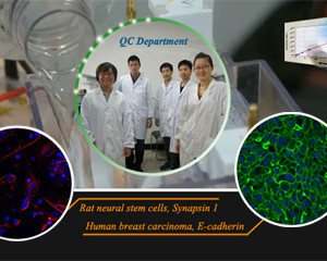  Profile Photos of Elabscience Biotechnology,Inc. 14780 Memorial Drive, Suite 216, Houston, Texas. - Photo 2 of 9