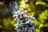  Winery wedding venue in Victoria 433 Bawden Road 