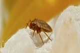 Bed Bugs Treatment and Removal, New York