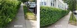 Tree Service Cutting & Removal, New York