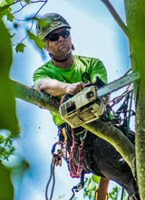 Tree Service Cutting & Removal, New York