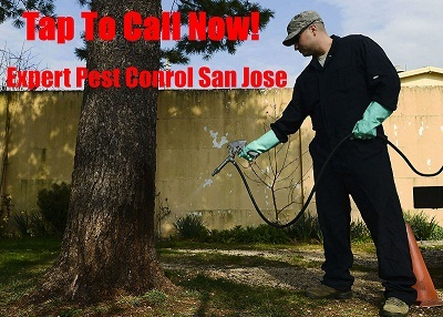  New Album of Scurry Pest Control San Jose 410 E Santa Clara Street Unit #603 - Photo 2 of 4