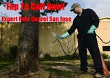 Scurry Pest Control San Jose, San Jose