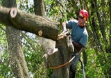 Simple Leaf Tree Care, Dripping Springs